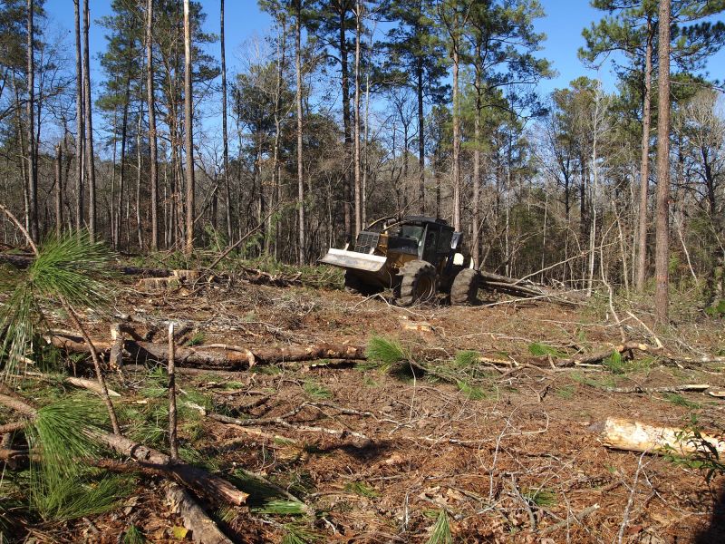 Forestry and Logging Firms